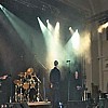 Golden Apes3.JPG