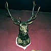 Der Hirsch im Hirsch.JPG