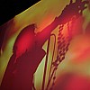 SkinnyPuppy_11.JPG